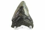 Bargain, Juvenile Megalodon Tooth - North Carolina #152970-2